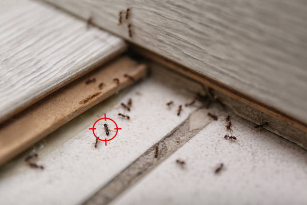 Best Ant Control Services  in Olton, TX