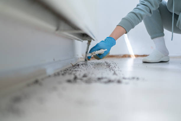 Flea Control Services in Olton, TX